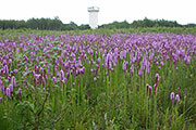 A Beautiful Perennial That Loves the Plains