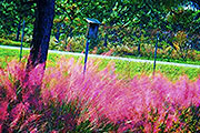 Bright Ground-Covering Ornamental Grass