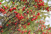 A Fruiting Shrub That Brings All the Birds to the Yard